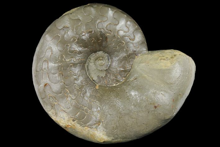 Triassic Ammonite (Ceratites Praenodosus) - Germany #131935